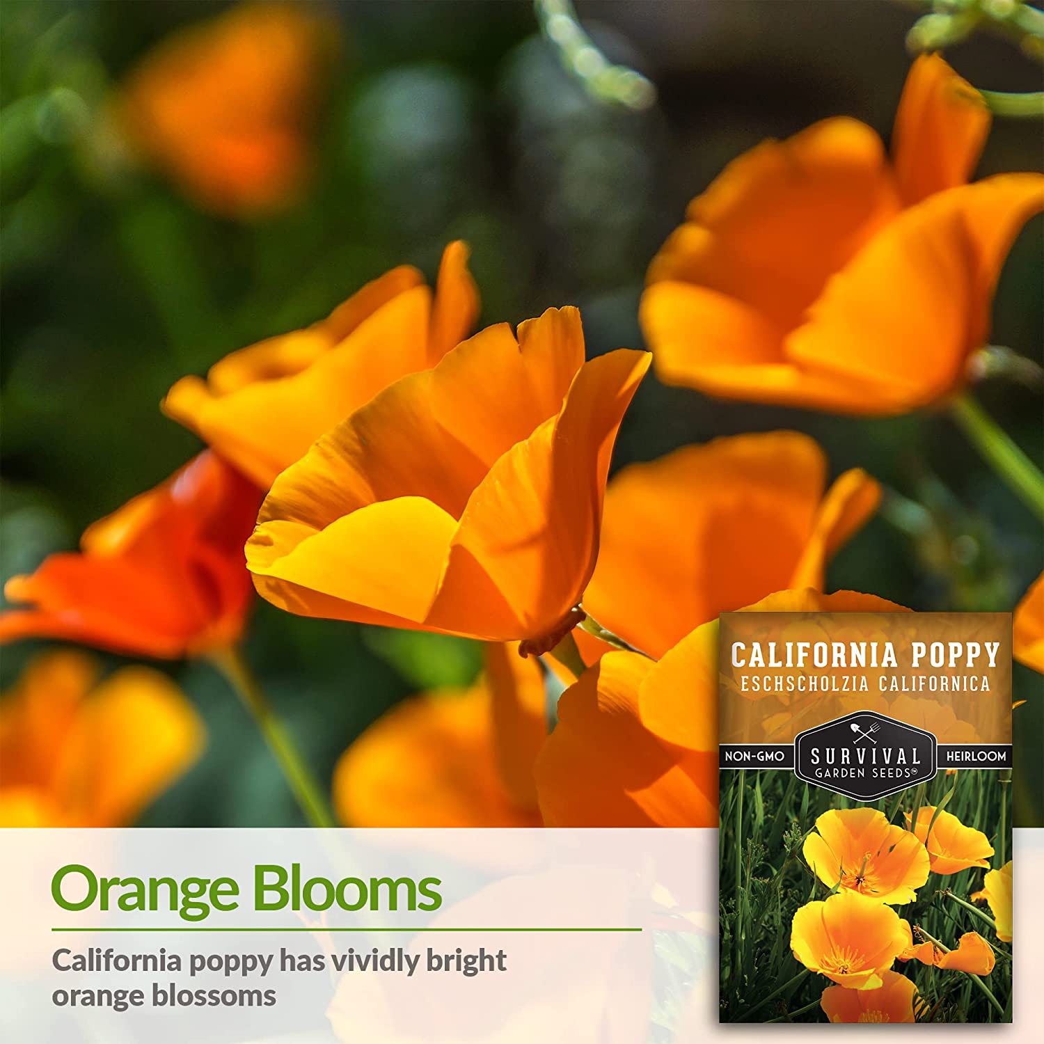 California Poppy Seeds - Organic, Non-GMO, Heirloom Variety for Planting & Gardening - Perfect for Wildflower Gardens, Landscaping & Pollinator-Friendly Yards