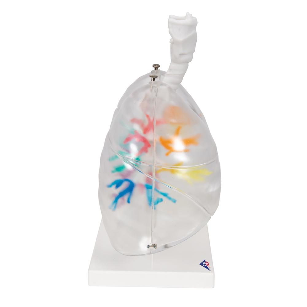 CT Bronchial Tree with Larynx & Transparent Lungs Model - Human Respiratory System Anatomy Model for Medical Students, Doctors & Educators - Perfect for Classroom Demonstrations & Medical Training