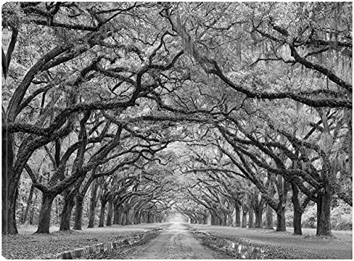 Oaks Avenue 1 BW