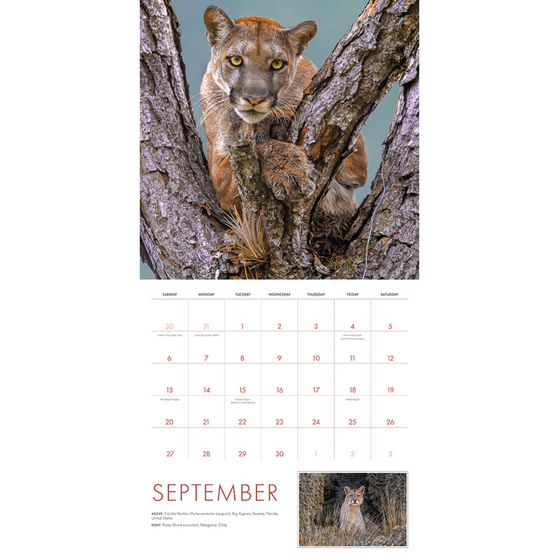 2026 Big Cats Wall Calendar - Stunning Wildlife Photography, Monthly Planner for Home & Office Decor, Perfect Gift for Animal Lovers