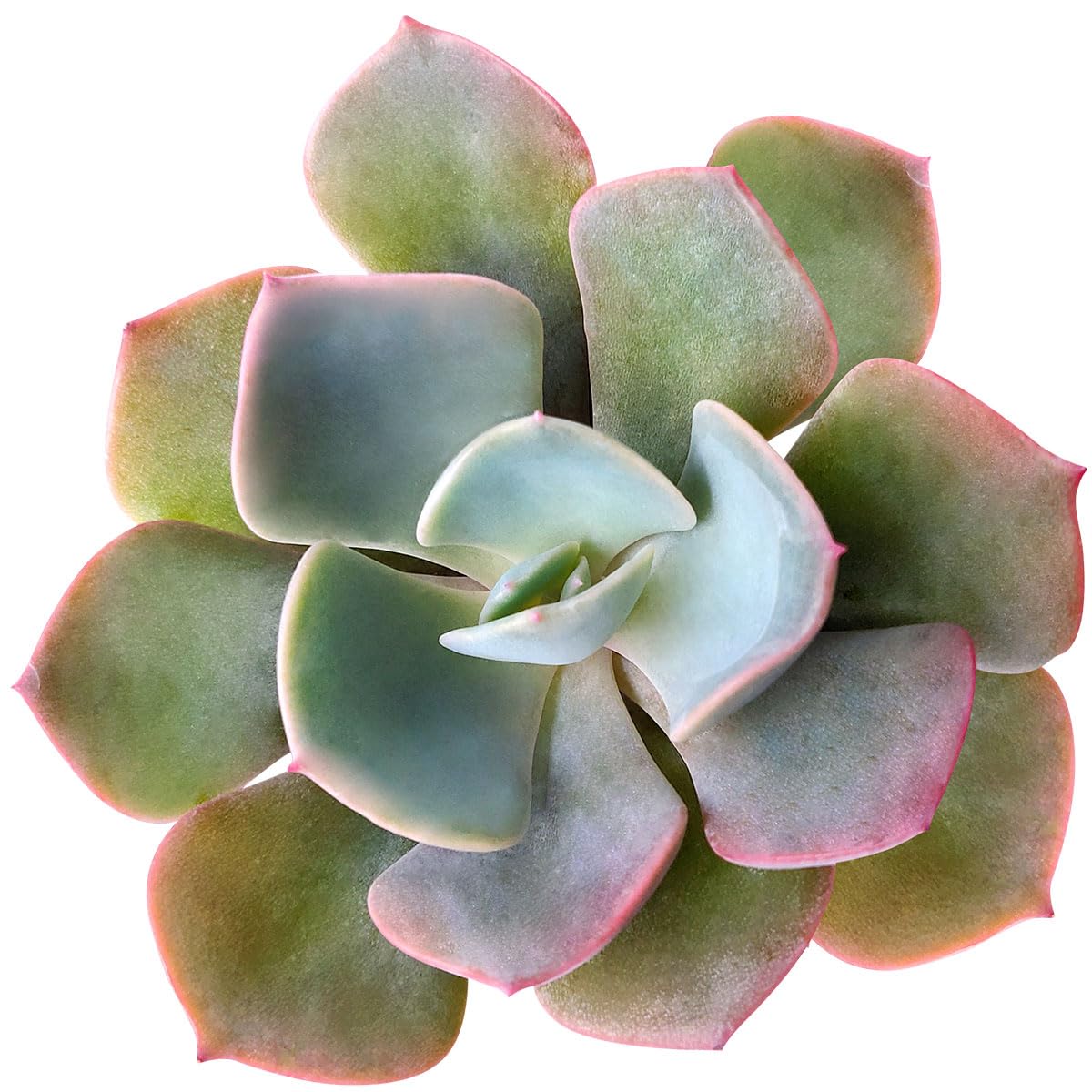 Echeveria Dusty Rose Succulent Plant in 2 Inch Clay Pot - Low Maintenance Indoor/Outdoor Succulent for Home Decor, Office Desk, and Garden Arrangements