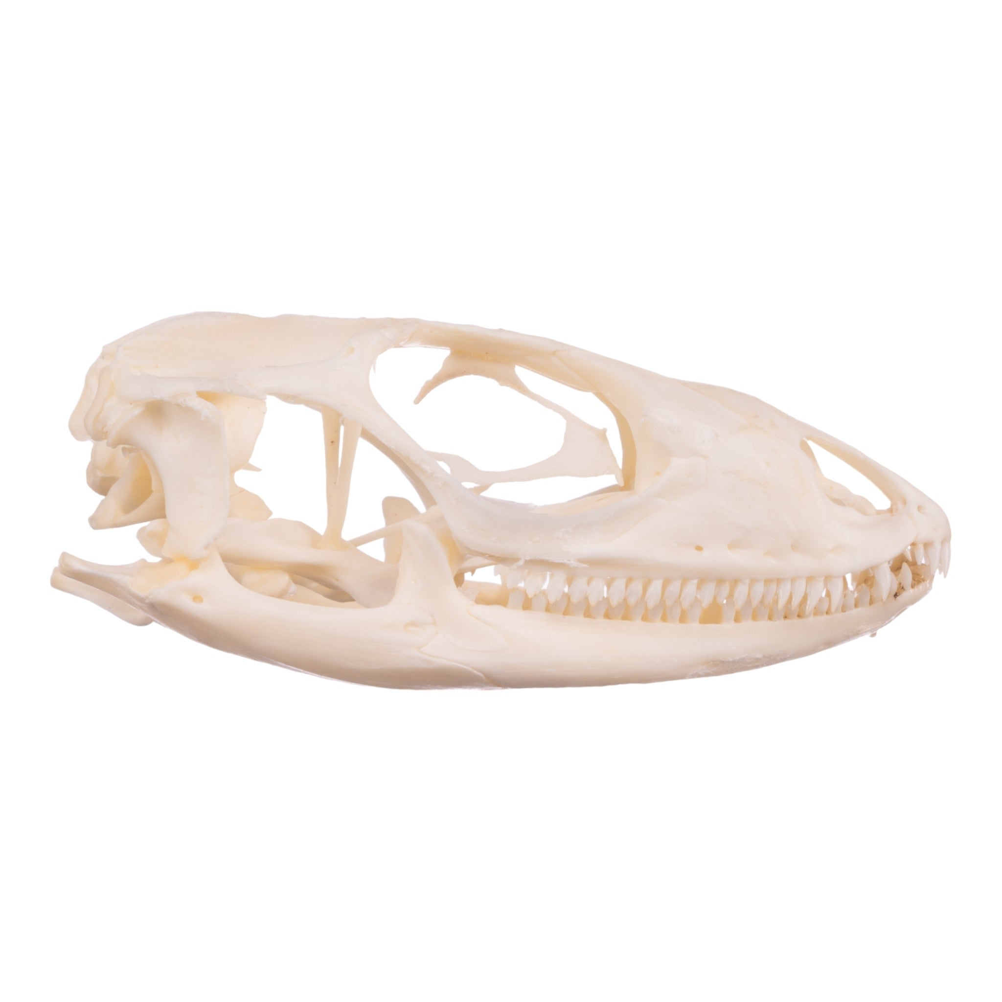 Authentic Spiny-Tailed Iguana Skull Specimen - Real Reptile Bone for Science Study, Home Decor & Gothic Collection - Perfect for Biology Classrooms, Oddity Cabinets & Halloween Displays