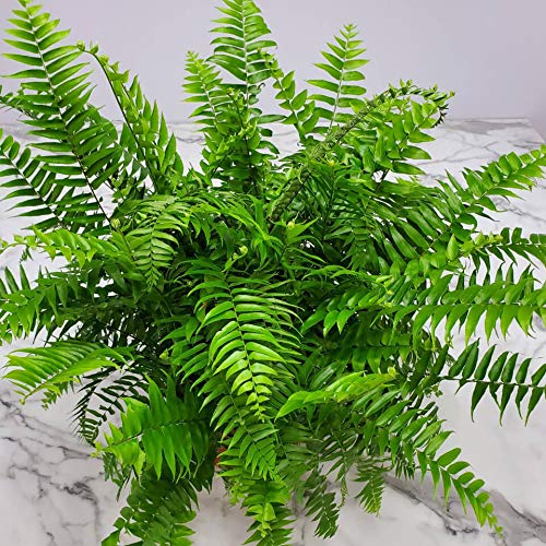 Macho Fern - Sword Fern Plant (Nephrolepis Biserrata) - 28
