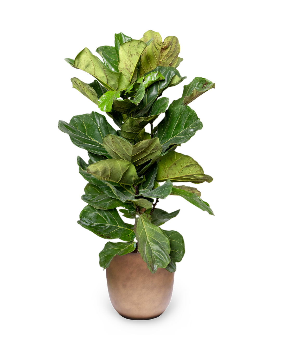 12 Inch Ficus Lyrata Bush - Potted Indoor Fiddle Leaf Fig Tree for Home Decor, Office Plants & Living Room Greenery