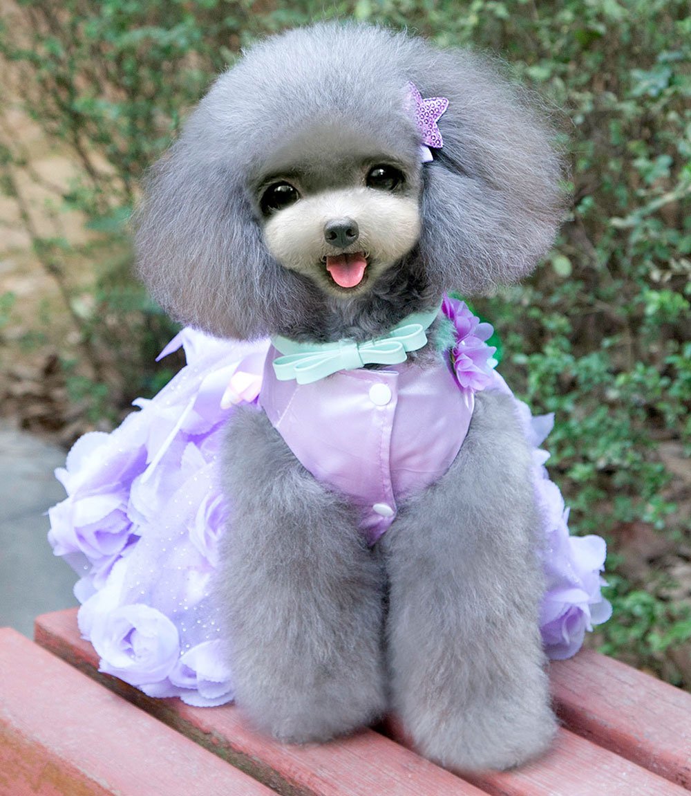 Small Dog Wedding Dress with Bowknot - Satin Rose Pearls Formal Pet Dress for Cats & Dogs - Birthday Party Costume in Purple Violet (Medium) | Perfect for Weddings, Birthday Parties & Special Occasions