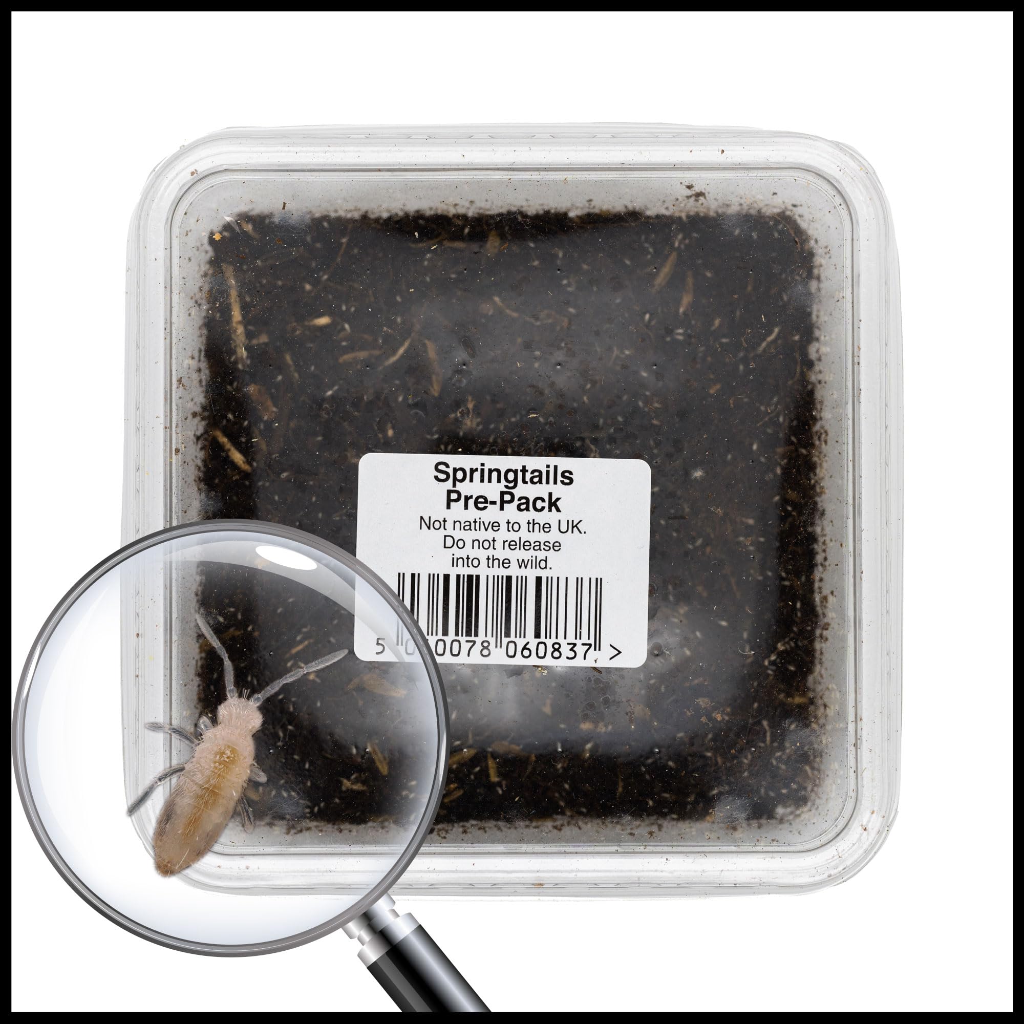 Live Springtails for Terrariums - Bioactive Cleanup Crew | Live Food for Reptiles, Frogs & Vivariums | Perfect for Natural Ecosystem Setup & Mold Control