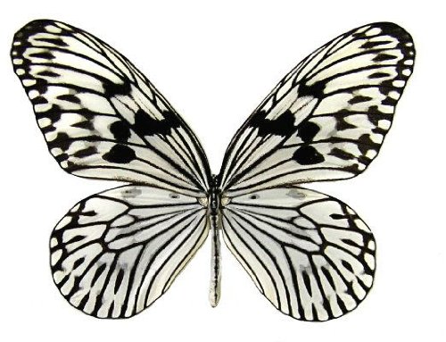 Premium Framed Rice Paper Butterfly Display (8