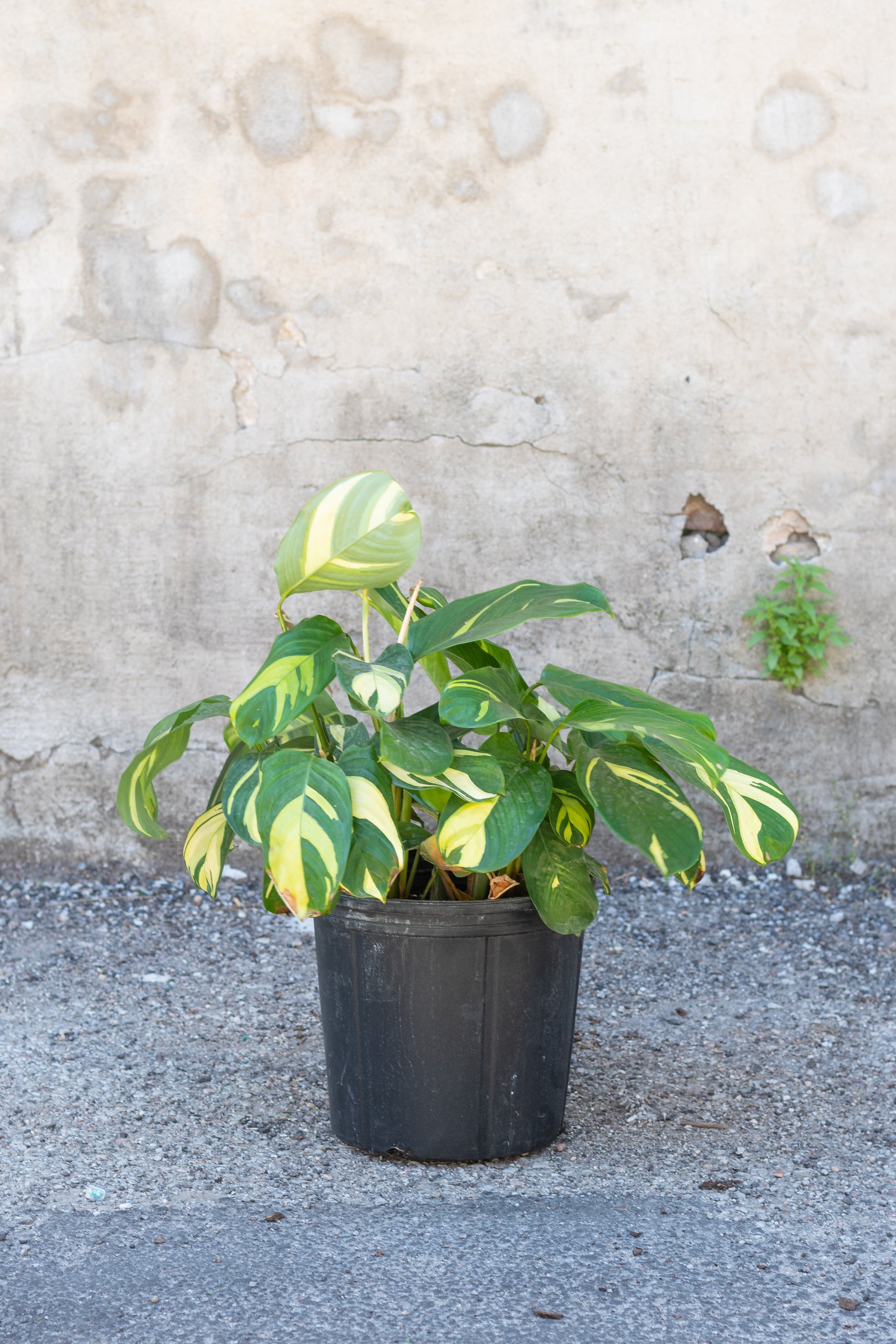 Ctenanthe Lubbersiana - 10