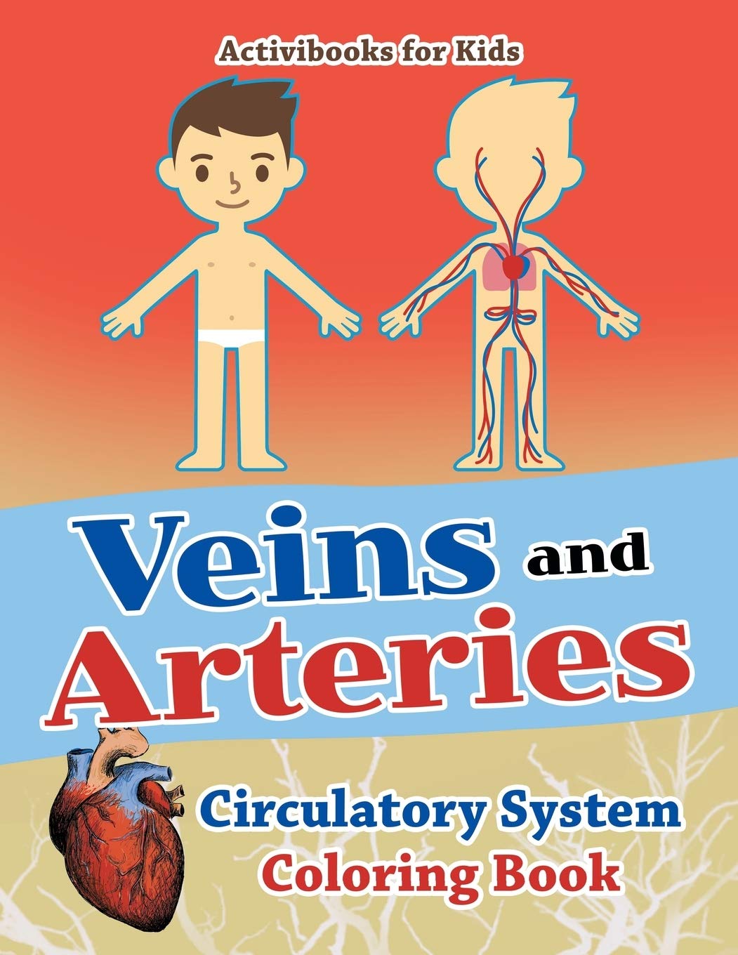 Human Circulatory System Coloring Book - Anatomy Study Guide for Medical Students & Nursing Education | Perfect for Biology Class, Healthcare Professionals & Science Enthusiasts