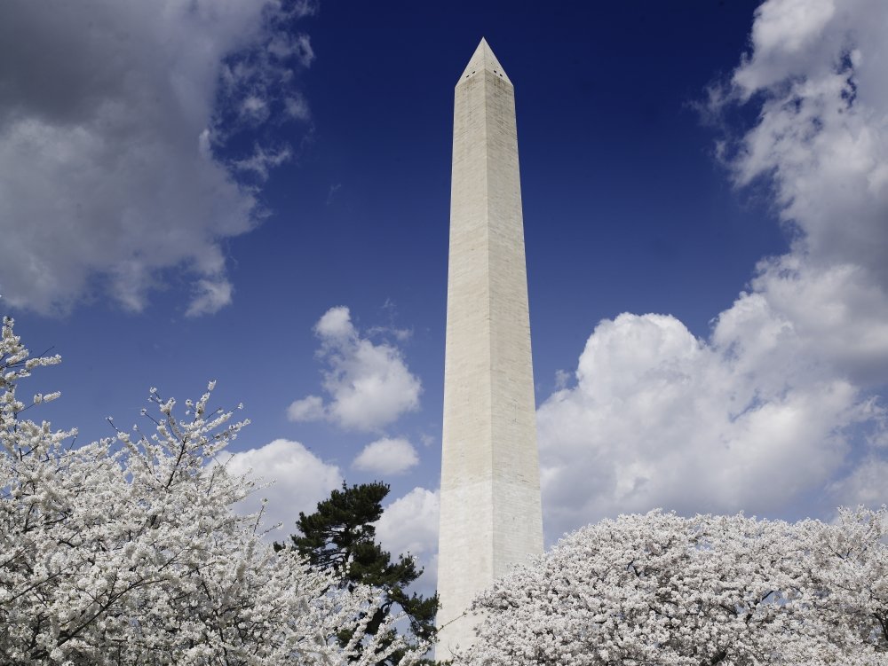 Washington DC Landmark Poster - Washington Monument & Cherry Blossoms Wall Art Print (24x36 Inches) - Perfect for Home, Office & Classroom Decor