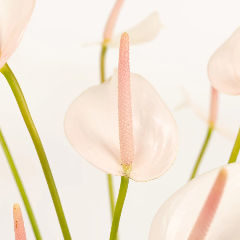 Anthurium Pink Mist Tropical Flower - Live Houseplant for Home & Office Decor - Perfect for Gifts, Weddings, and Indoor Gardening