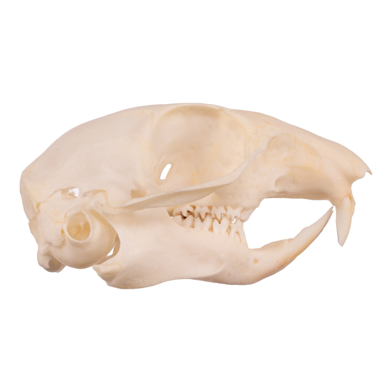 Authentic Ground Squirrel Skull Specimen - Taxidermy, Science Education & Oddity Collection - Perfect for Biology Study, Gothic Decor & Natural History Displays