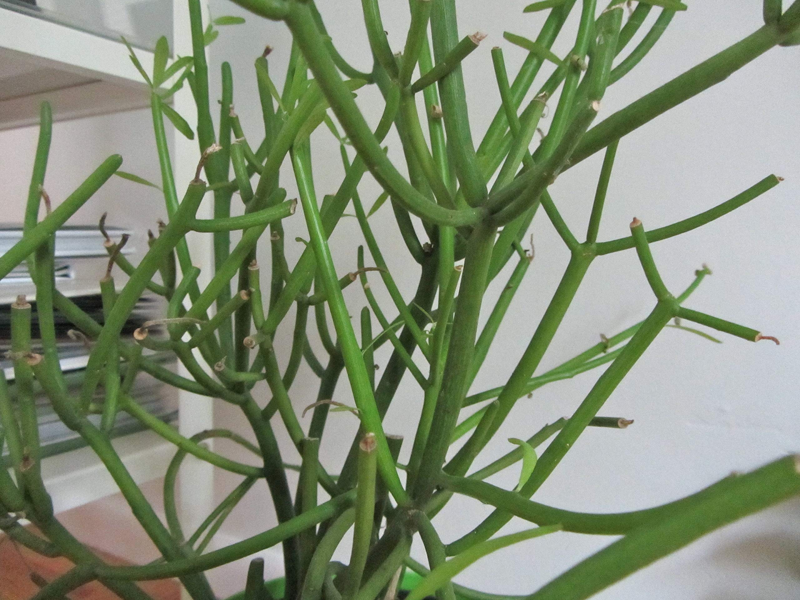 Pencil Cactus (Euphorbia Tirucalli) - 3 Live Succulent Plants in 6 Inch Pots - Low Maintenance Indoor Outdoor Houseplant for Home, Office, and Garden Decor