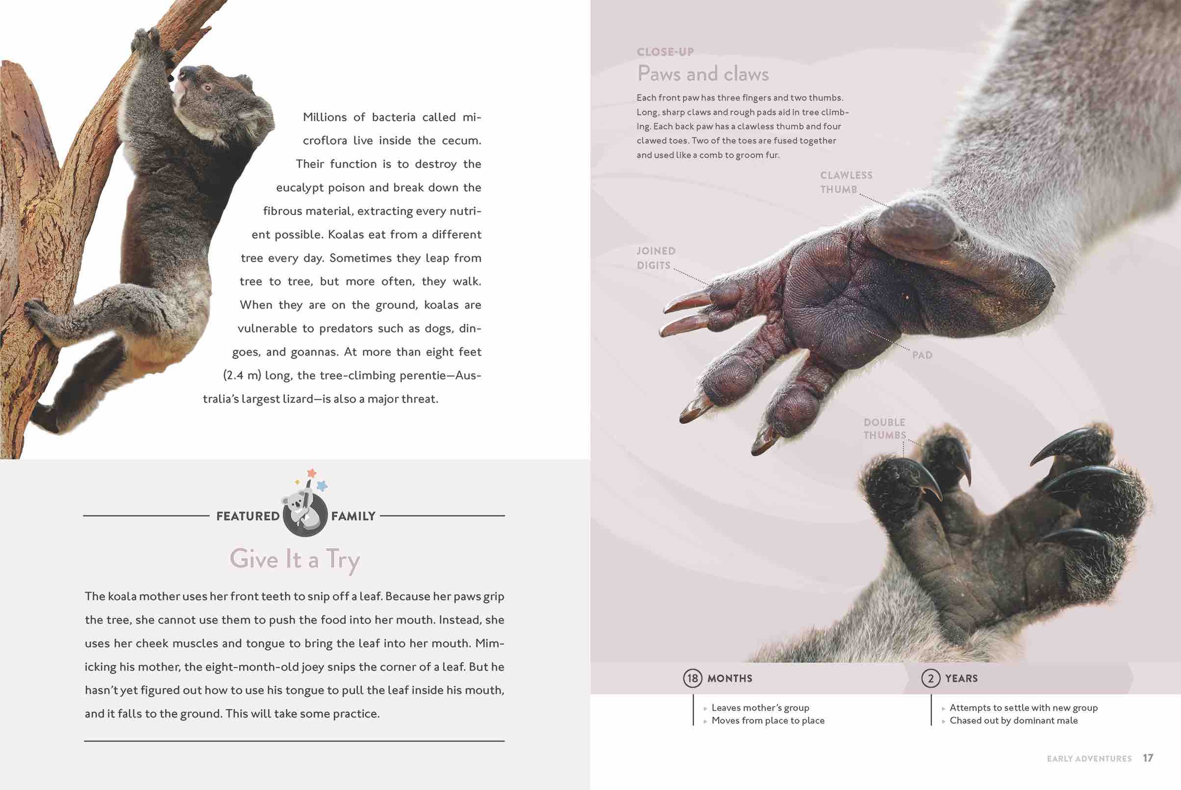 Koala Book 9781640263413 - Wildlife Animal Facts & Photos | Perfect for Kids, Nature Lovers & Educational Gifts