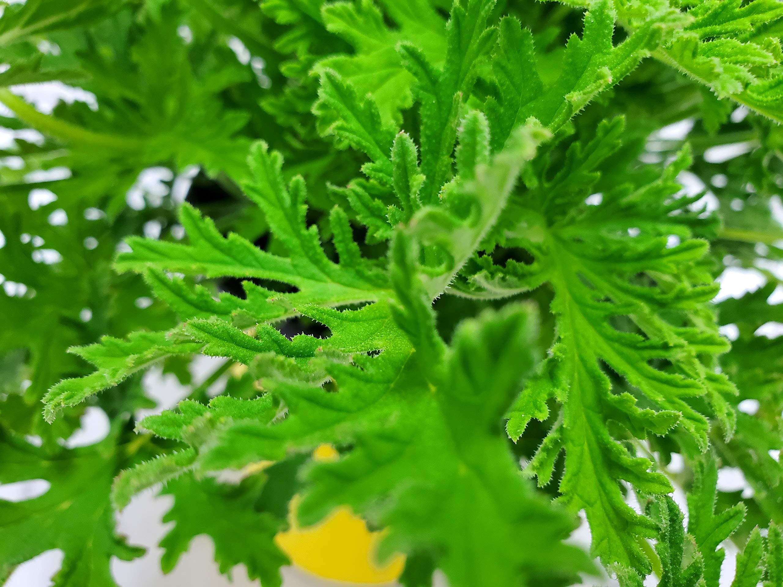 Citronella Mosquito Plant (Pelargonium Citrosum) - Live Outdoor Plant 12