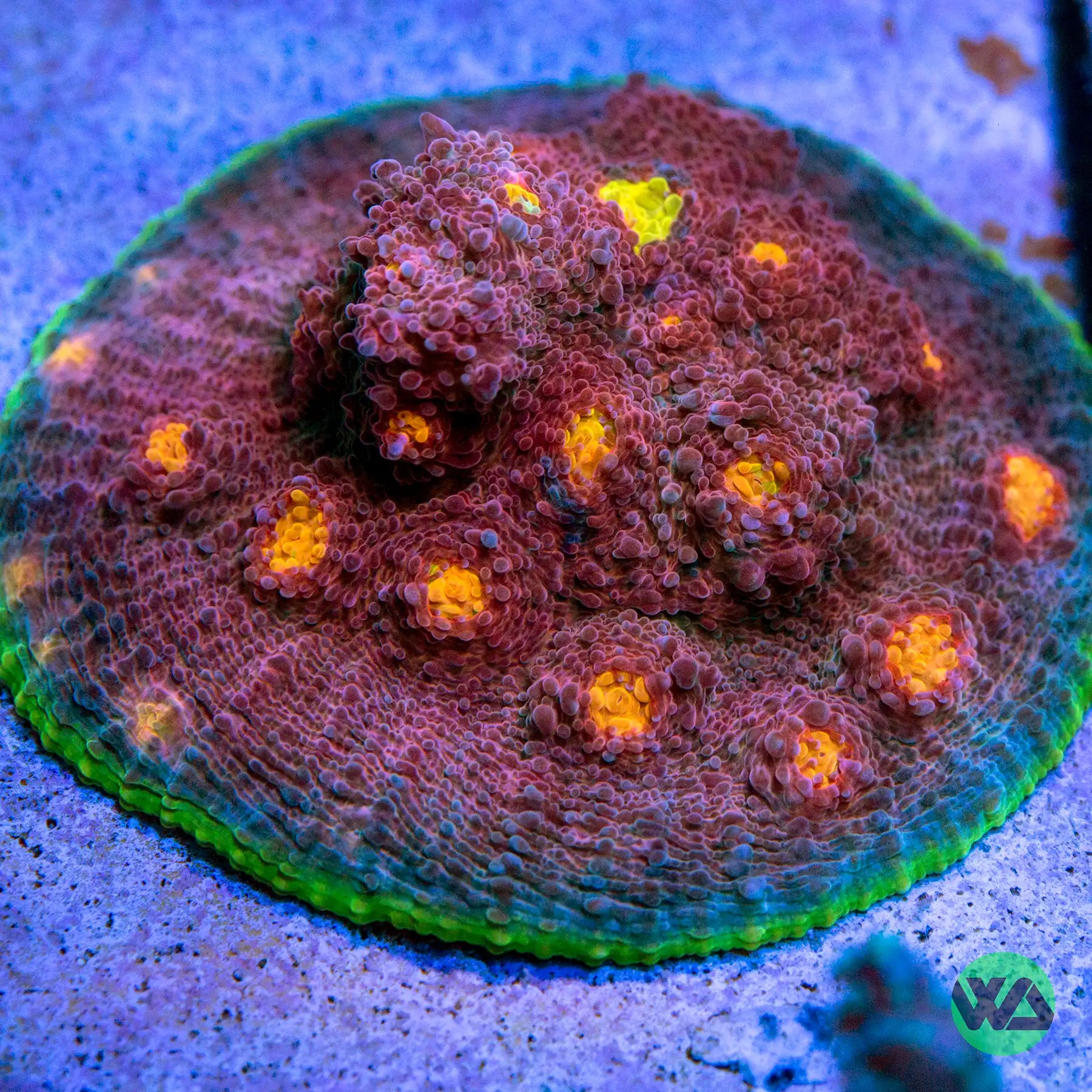 My Miami Chalice Coral - Premium Live Coral for Saltwater Aquariums | Perfect for Reef Tanks & Marine Aquascaping