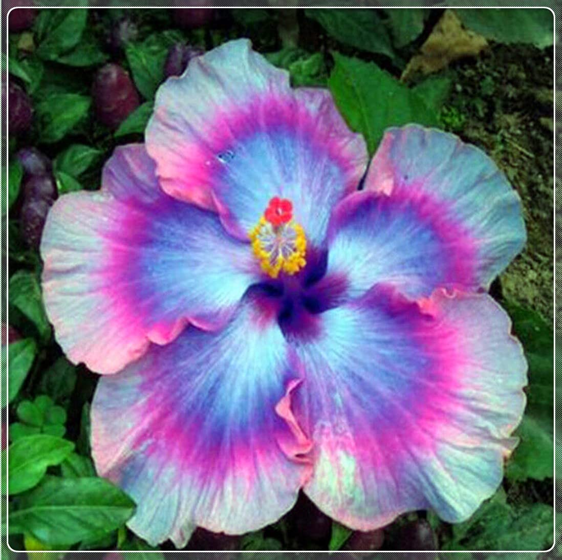 4-Pack Hardy Perennial Hibiscus Plants - Ready to Grow in Pots, Year-Round Blooming Flowers for Home Garden, Patio & Gift Giving | SS-Hibiscus