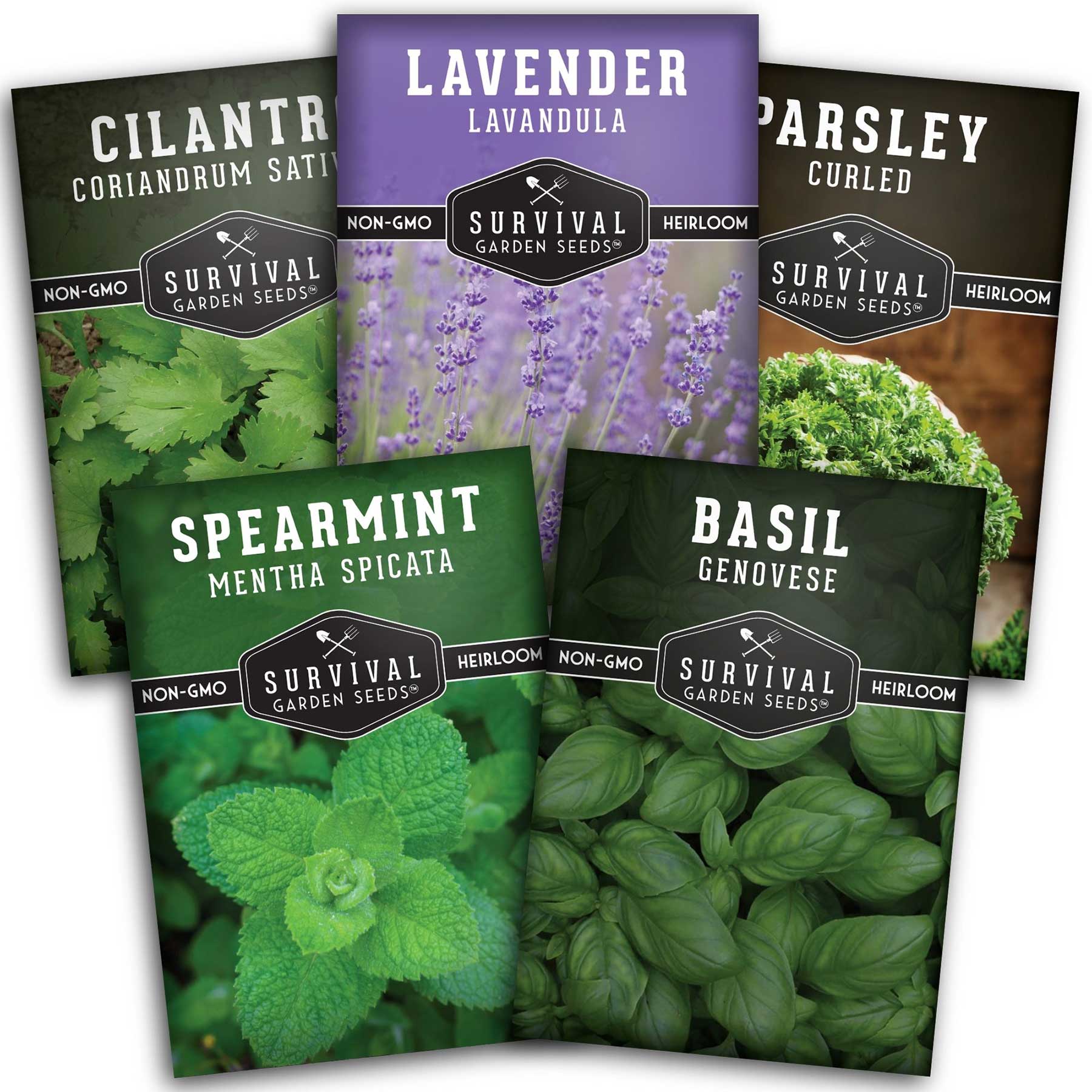 Best Herb Seed Collection for Home Garden - 5 Popular Herb Varieties (Basil, Mint, Parsley, Thyme, Cilantro) - Perfect for Indoor Herb Garden, Kitchen Gardening & Fresh Cooking