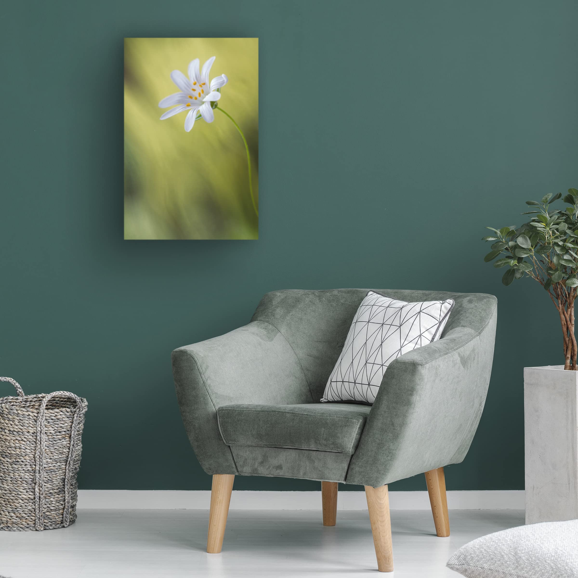 Trademark Fine Art 'Stitchwort' Canvas Wall Art by Mandy Disher - Floral Home Decor for Living Room, Bedroom & Office