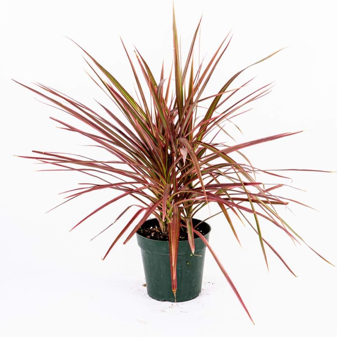 Live Dracaena Marginata Colorama Plant | Madagascar Dragon Tree | 6