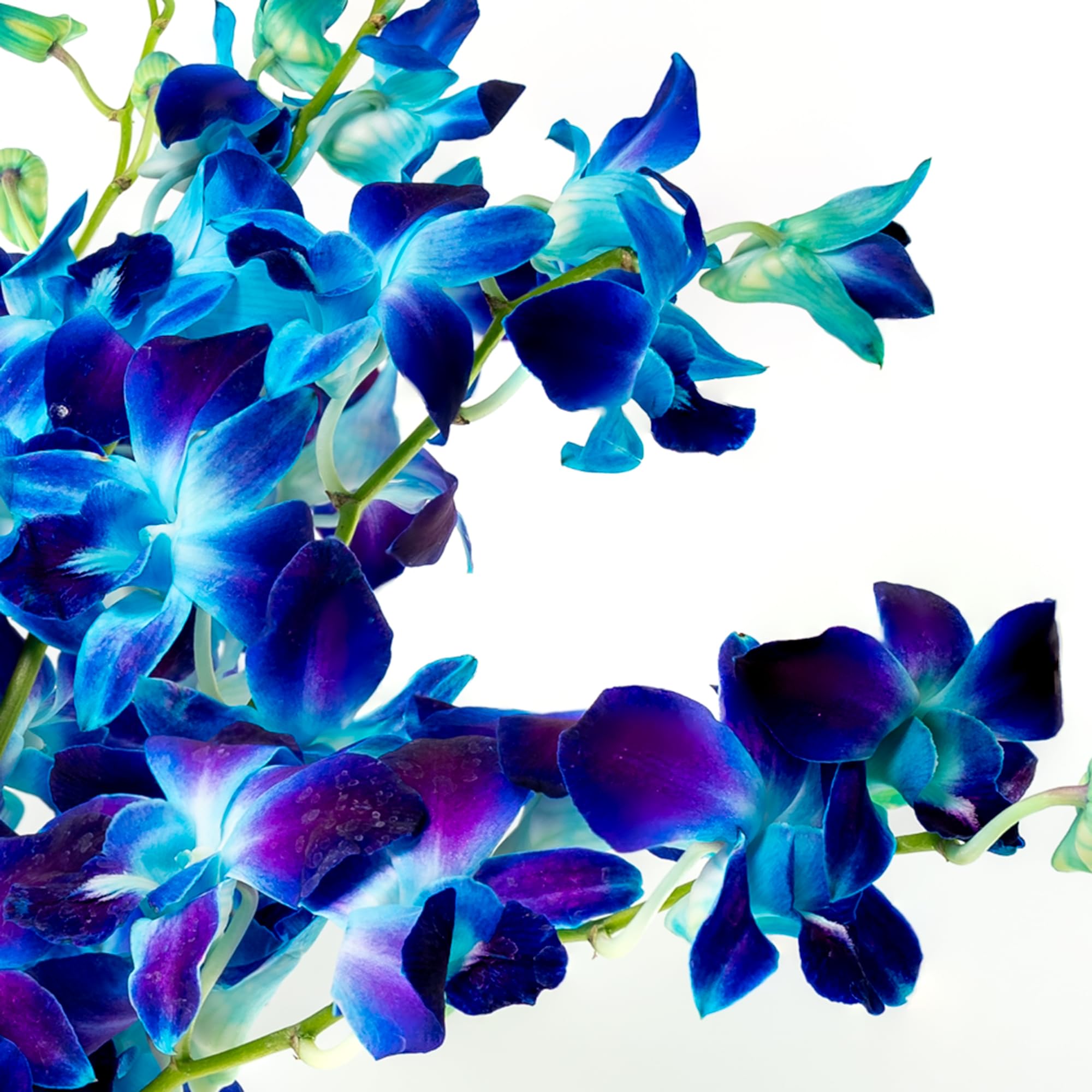 Premium Fresh Cut Blue Orchid Bouquet - 10 Stems Wedding Flowers for Birthdays, Anniversaries & Special Gifts | Long-Lasting Elegant Floral Arrangement for Home Decor, Centerpieces & Romantic Surprises
