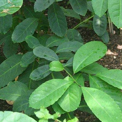 Organic Yerba Mate Plant (Ilex paraguariensis) - 3 Feet Tall Live Herb Plant - Perfect for Home Garden, Tea Making & Natural Remedies - Indoor/Outdoor Planting