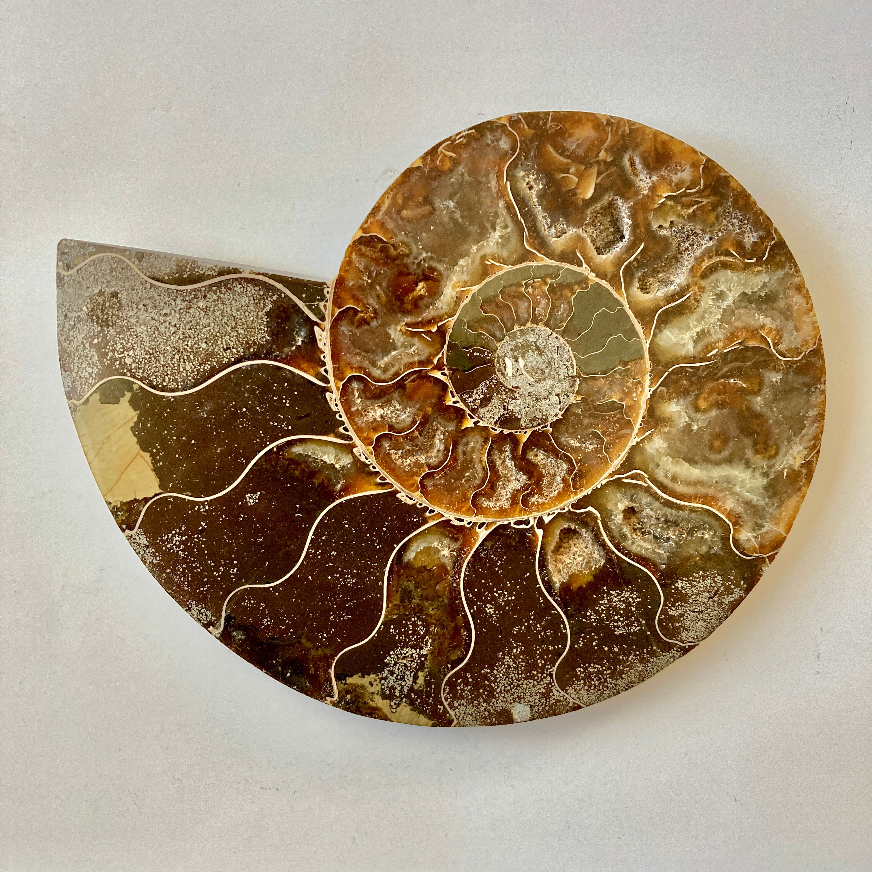 **Authentic Ammonite Fossil - Cymatoceras Specimen for Collectors & Home Decor | Perfect for Geology Enthusiasts & Unique Gift Ideas**    *(Use Cases: Display in home/office, educational purposes, meditation decor, fossil collection, spiritual healing)*