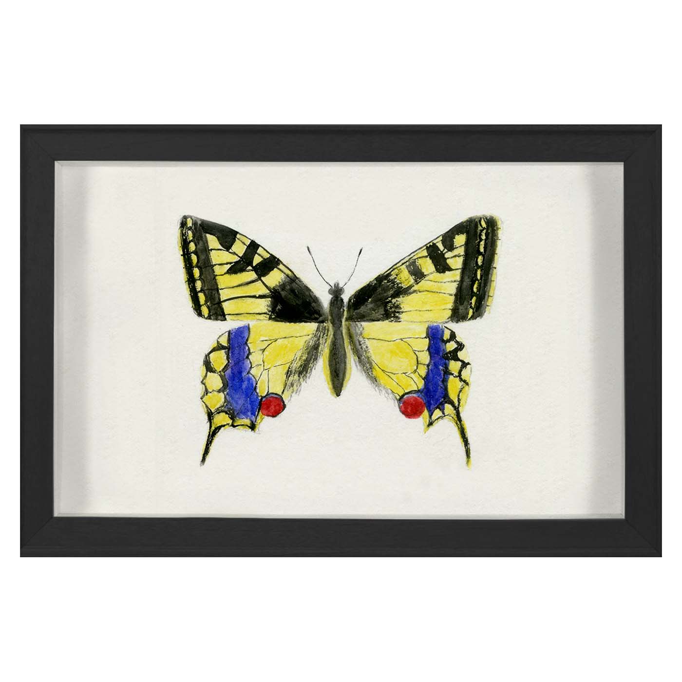 Hubbard Butterfly Small 583 - Realistic Butterfly Specimen for Collectors, Art Projects & Home Decor - Perfect for Shadow Boxes, Scrapbooking & Educational Displays