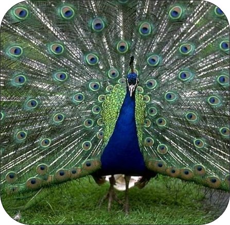 Set of 4 Peacock Design Cork-Backed Drink Coasters - Absorbent & Durable for Coffee Tables, Dining Tables, and Home Decor