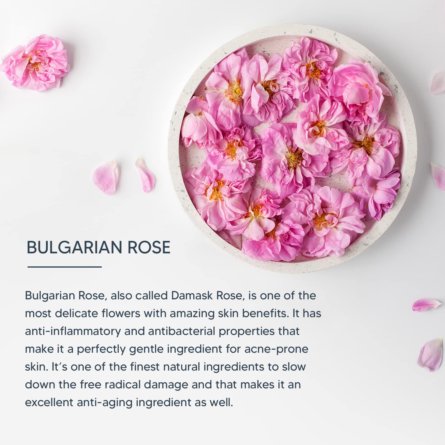 Lotus Professional DermoSpa Bulgarian Rose Glow & Brightening Face Wash - Preservative-Free 80g | Hydrating & Revitalizing Cleanser for Radiant Skin | Perfect for Morning & Night Skincare Routine