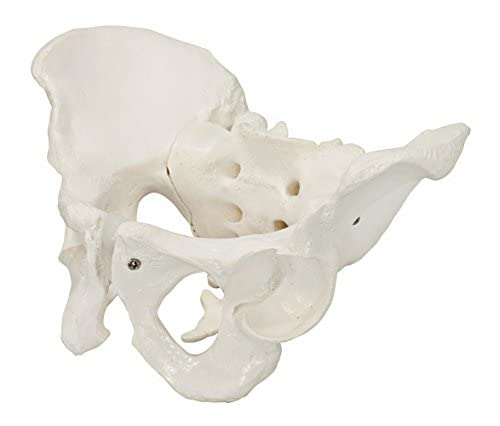 Axis Scientific Human Skeletal Pelvis Anatomy Model Set - 2 Piece Male & Female Pelvic Bones for Medical Education, Physical Therapy Training, and Anatomy Study | Perfect for Classrooms, Labs, and Healthcare Professionals