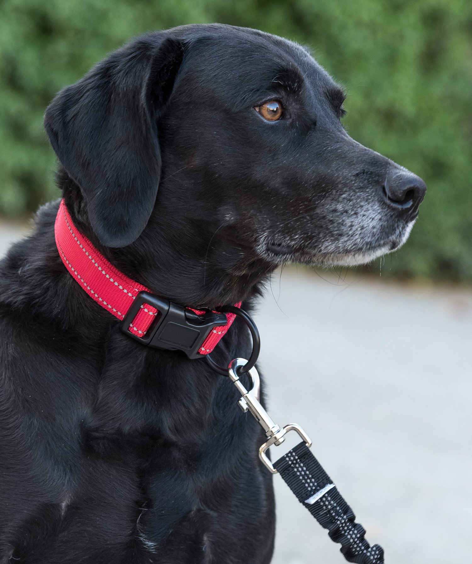 Happilax Adjustable Reflective Padded Dog Collar with Buckle - Comfortable Strain Relief for Small Dogs (12-14 inch Neck Size, Red) - Perfect for Night Walks, Training & Outdoor Adventures