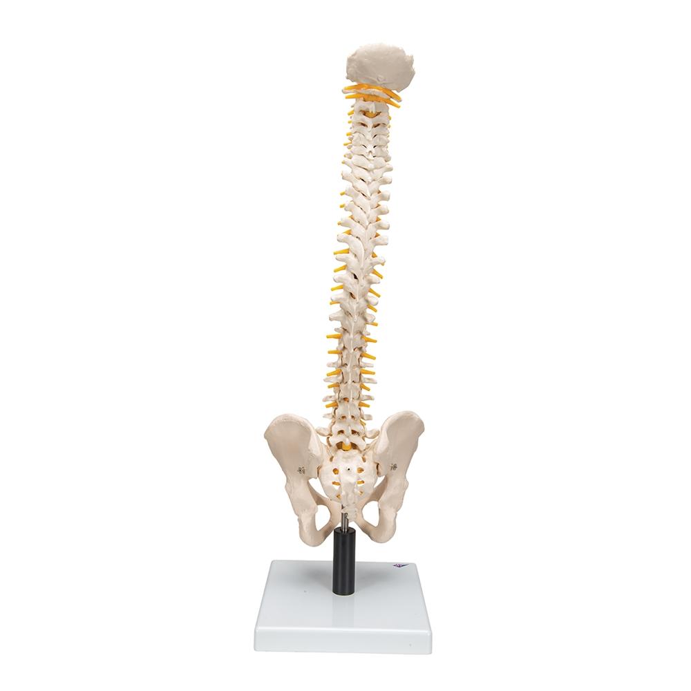 Flexible Spine Model with Soft Intervertebral Discs - Human Anatomy Educational Tool for Medical Students & Chiropractors