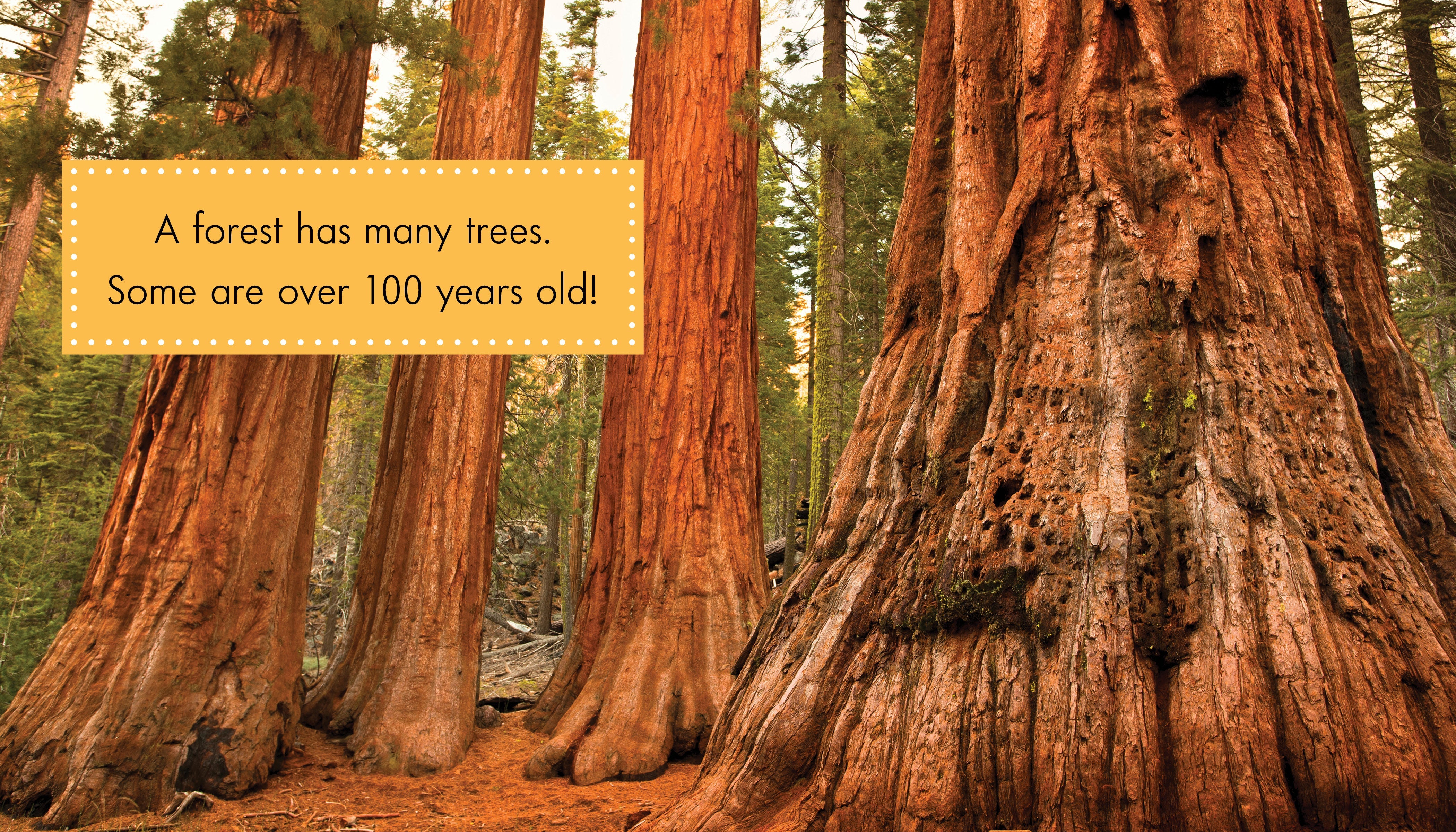 Explore the Enchanting Forest - Premium Outdoor Gear & Nature Essentials for Hiking, Camping & Adventure