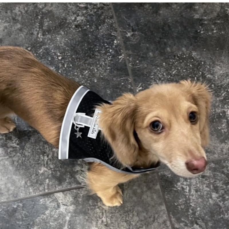 Breathable Mesh Dog Harness for Small Dogs & Puppies - Reflective, Adjustable Velcro - Perfect for Teacup Breeds, Walking & Outdoor Adventures