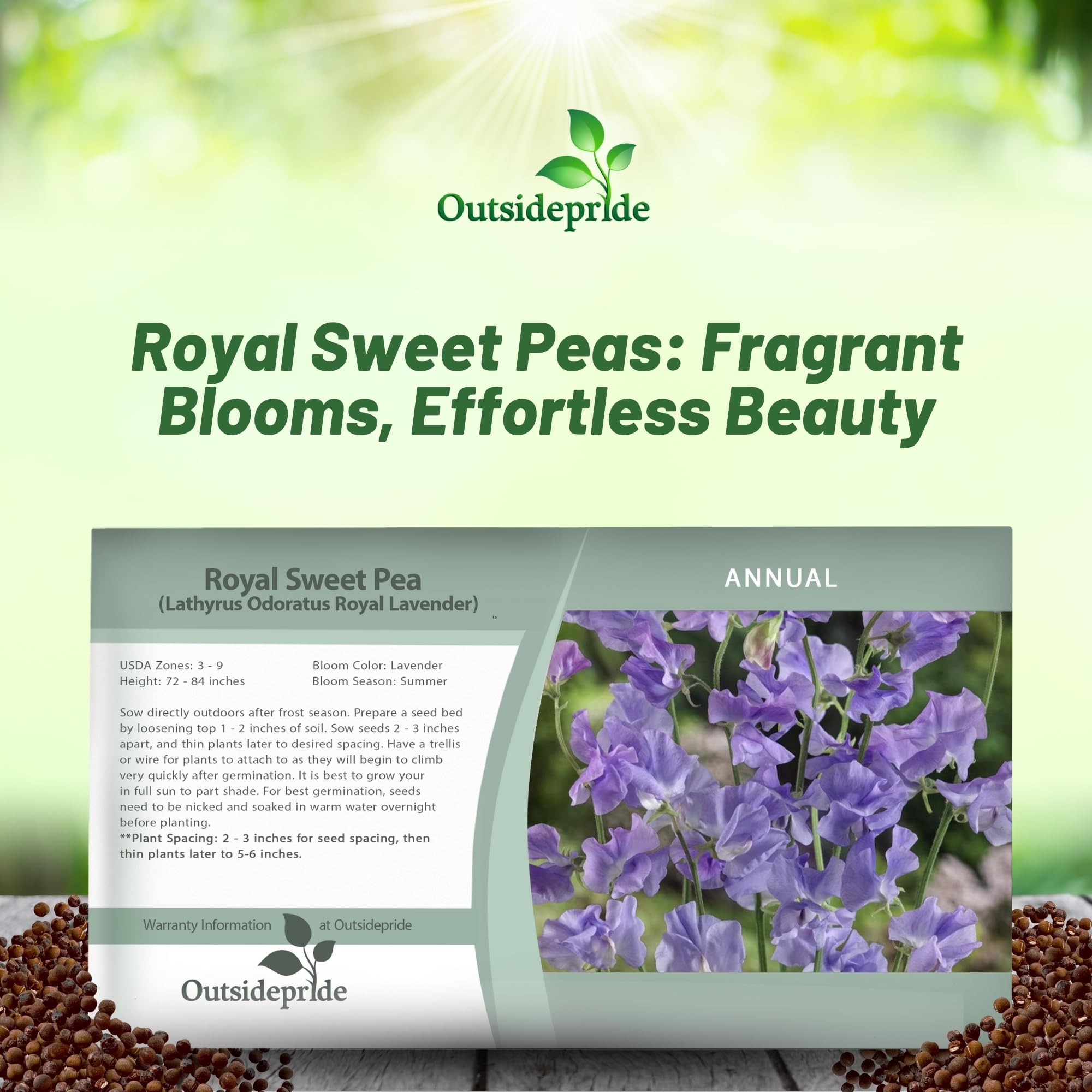 Outsidepride 250 Seeds - Sweet Peas Royal Lavender Vine (Lathyrus Odoratus) for Planting - Fragrant Annual Flower Seeds for Garden, Trellis & Landscaping