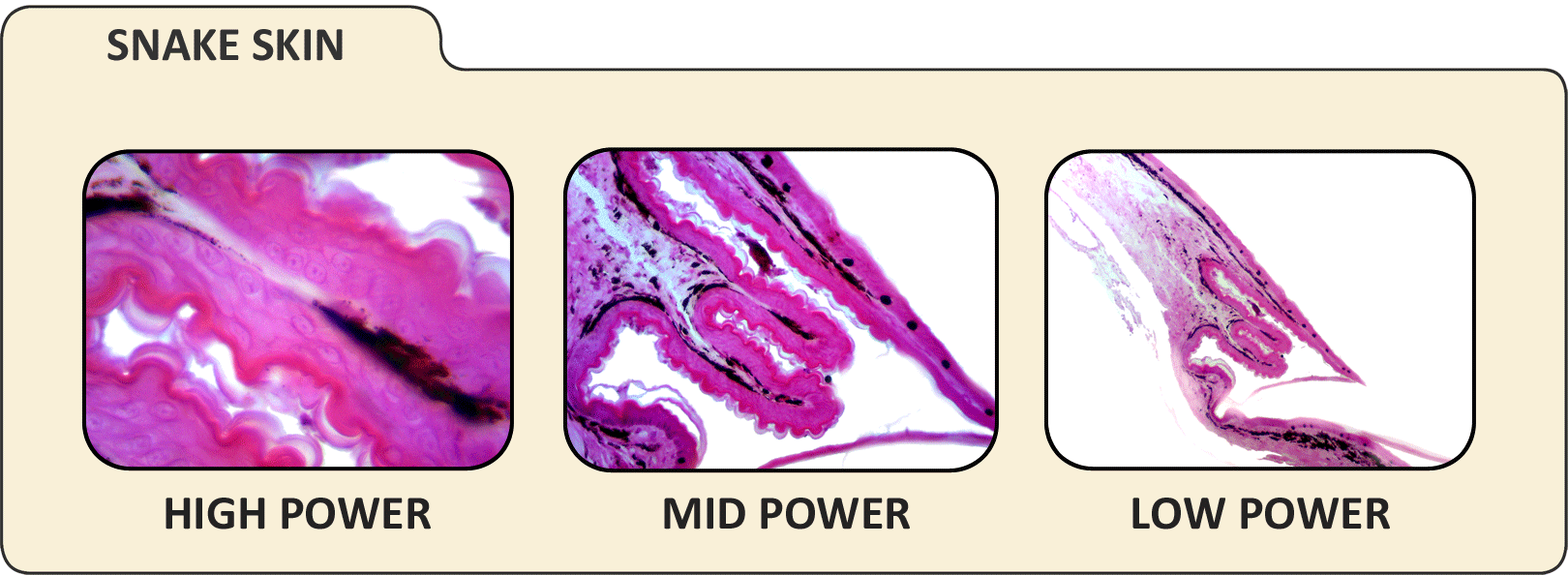 Digital Microscope Imager - High Resolution USB Microscope Camera for Science, Education & Hobbyists | Perfect for Coin Collecting, PCB Inspection & Biological Research