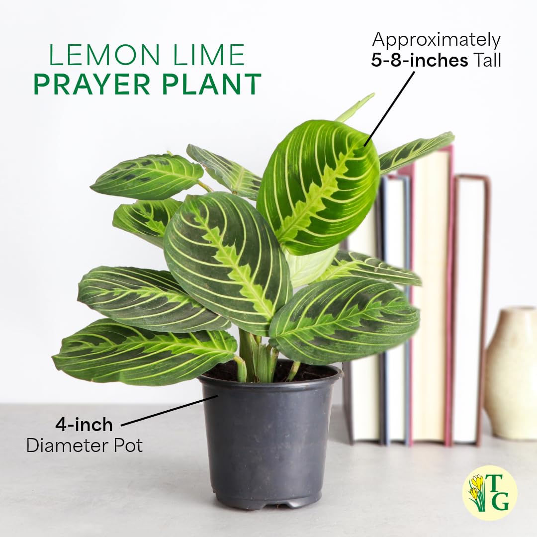 Thorsen's Lemon Lime Prayer Plant - Live Indoor Houseplant | Pet Friendly, Easy to Grow, Natural Air Purifier | 4