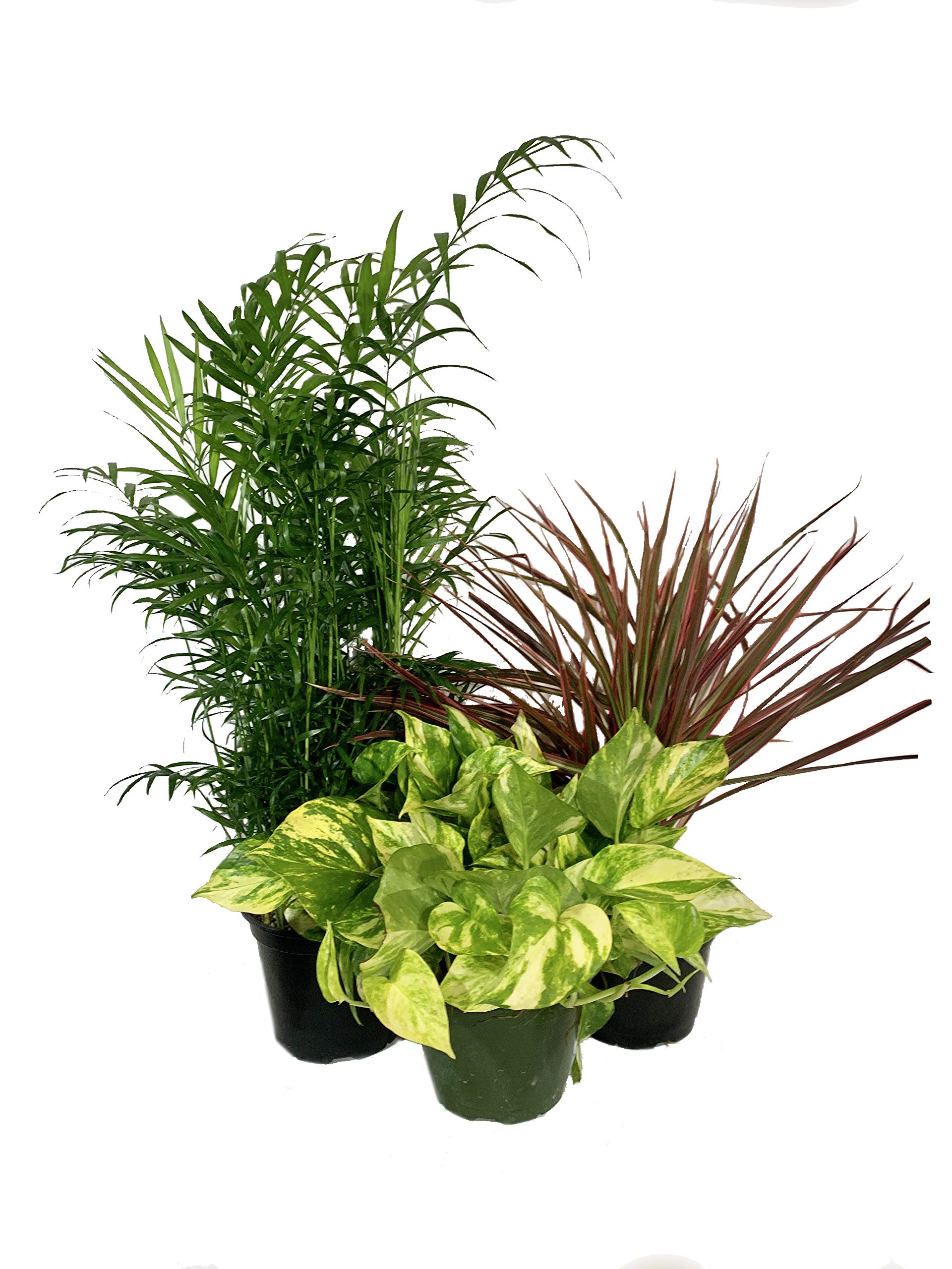 Beautiful Houseplant Multi-Pack - 3 Live Indoor Plants in 6 Inch Pots - Neanthe Bella Parlor Palm, Golden Pothos, Dracaena Marginata - Easy Care Low Light House Plants for Home Office Decor, Living Room & Bedroom