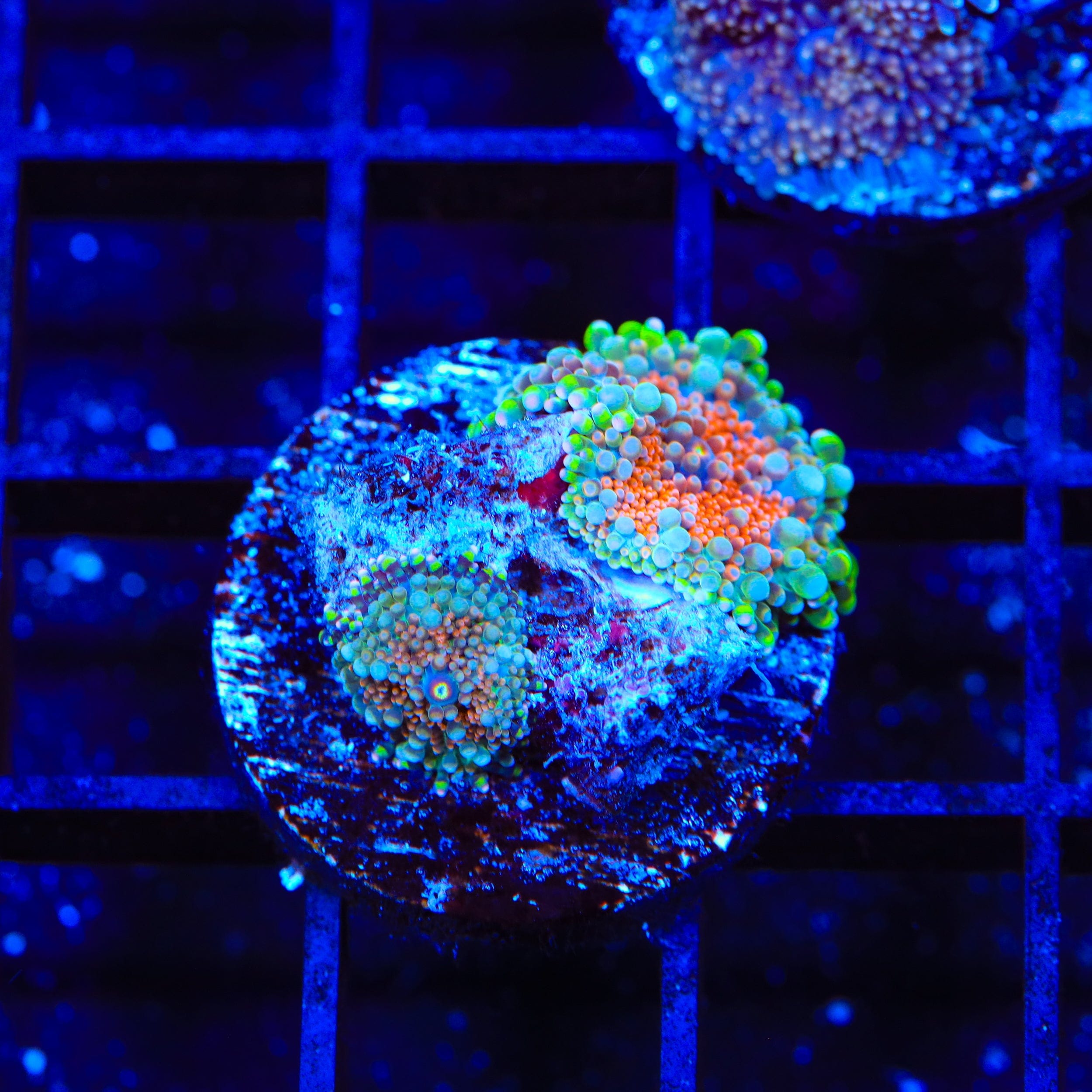 Premium Double Rainbow Yuma Coral for Saltwater Aquariums - Vibrant Colors for Reef Tanks & Marine Displays | Perfect for Coral Frags, Nano Tanks & Aquatic Decor