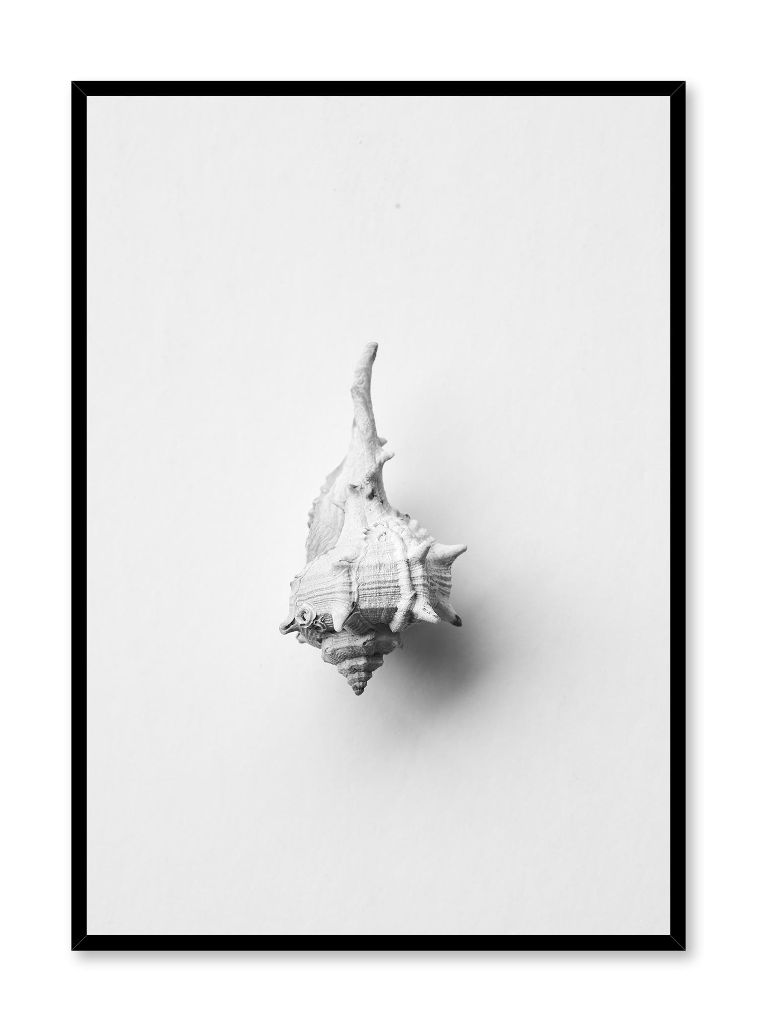 Stunning Horse Conch Shell Poster - Beautiful Marine Life Wall Art Decor for Beach House, Coastal Living Room & Ocean Themed Bedroom