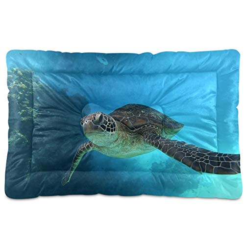 Swimming Turtle