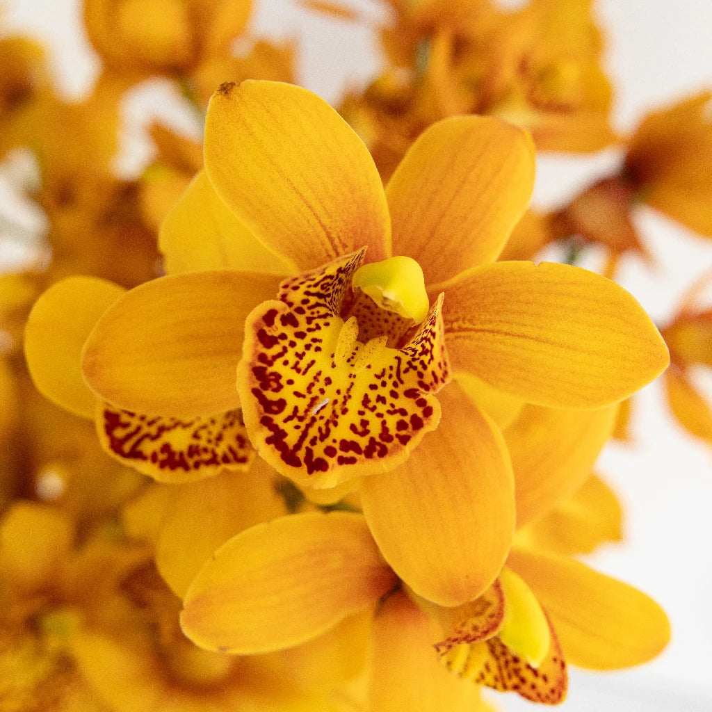 Amber Orange Mini Cymbidium Orchid - Exotic Small Orchid Plant for Home Decor, Office Desk, Wedding Centerpieces & Gift Giving