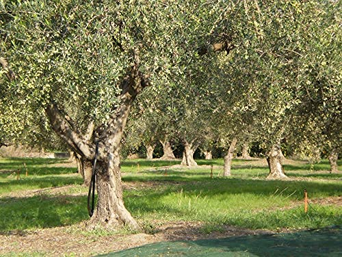 Laconiko Ultra Premium 100% Extra Virgin Olive Oil Value Pack - Cold Pressed Greek Koroneiki Olive Oil - 2024 NYIOOC Gold Medal Winner - 50.7oz (4x12.7oz Bottles) - Perfect for Cooking, Salads, Dipping & Gourmet Recipes