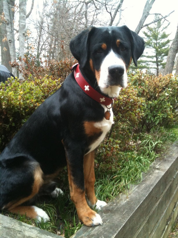 Premium Swiss Cross Dog Leash - Durable Nylon Pet Leash with Reflective Stitching for Safety - Perfect for Walking, Running & Outdoor Adventures with Your Dog