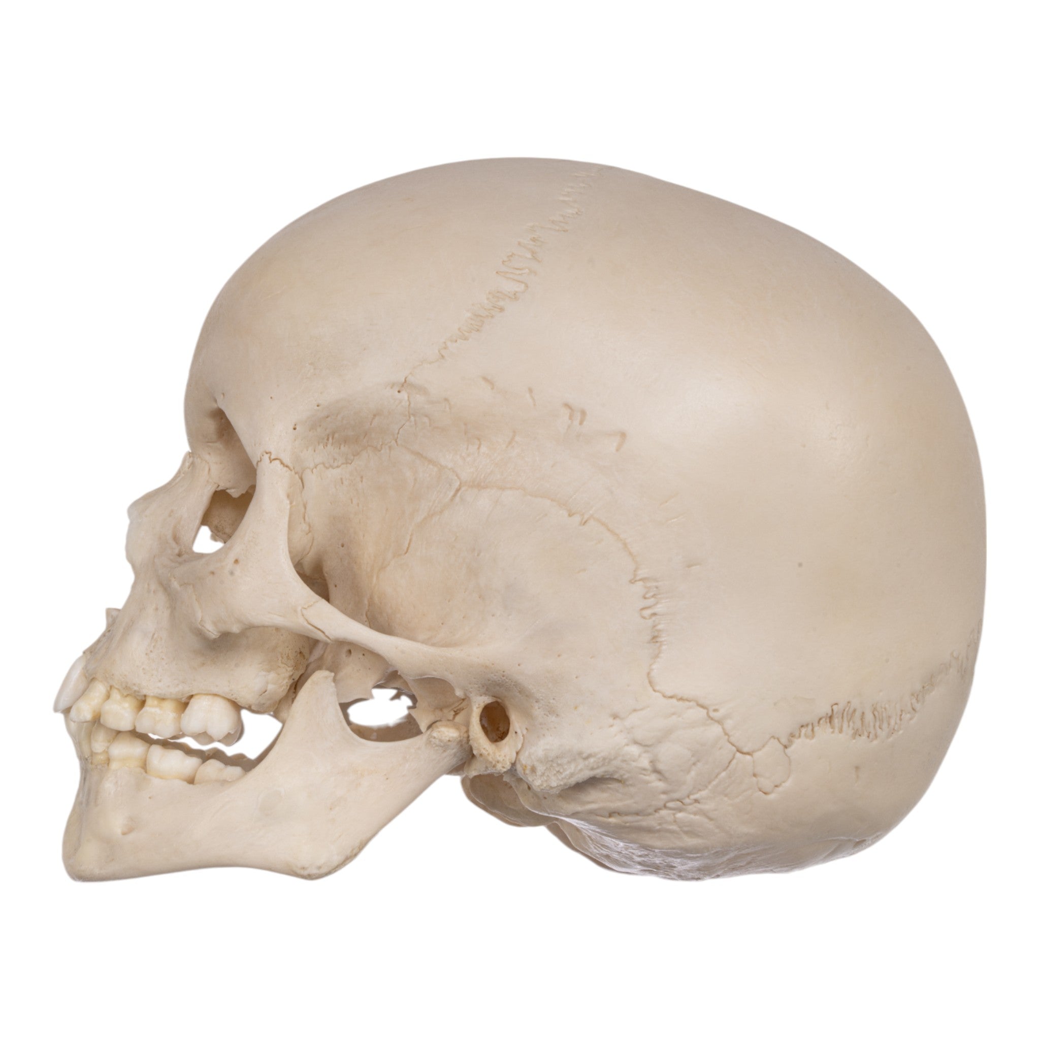 Authentic Real Human Child Skull Model - Medical Education & Halloween Decoration
