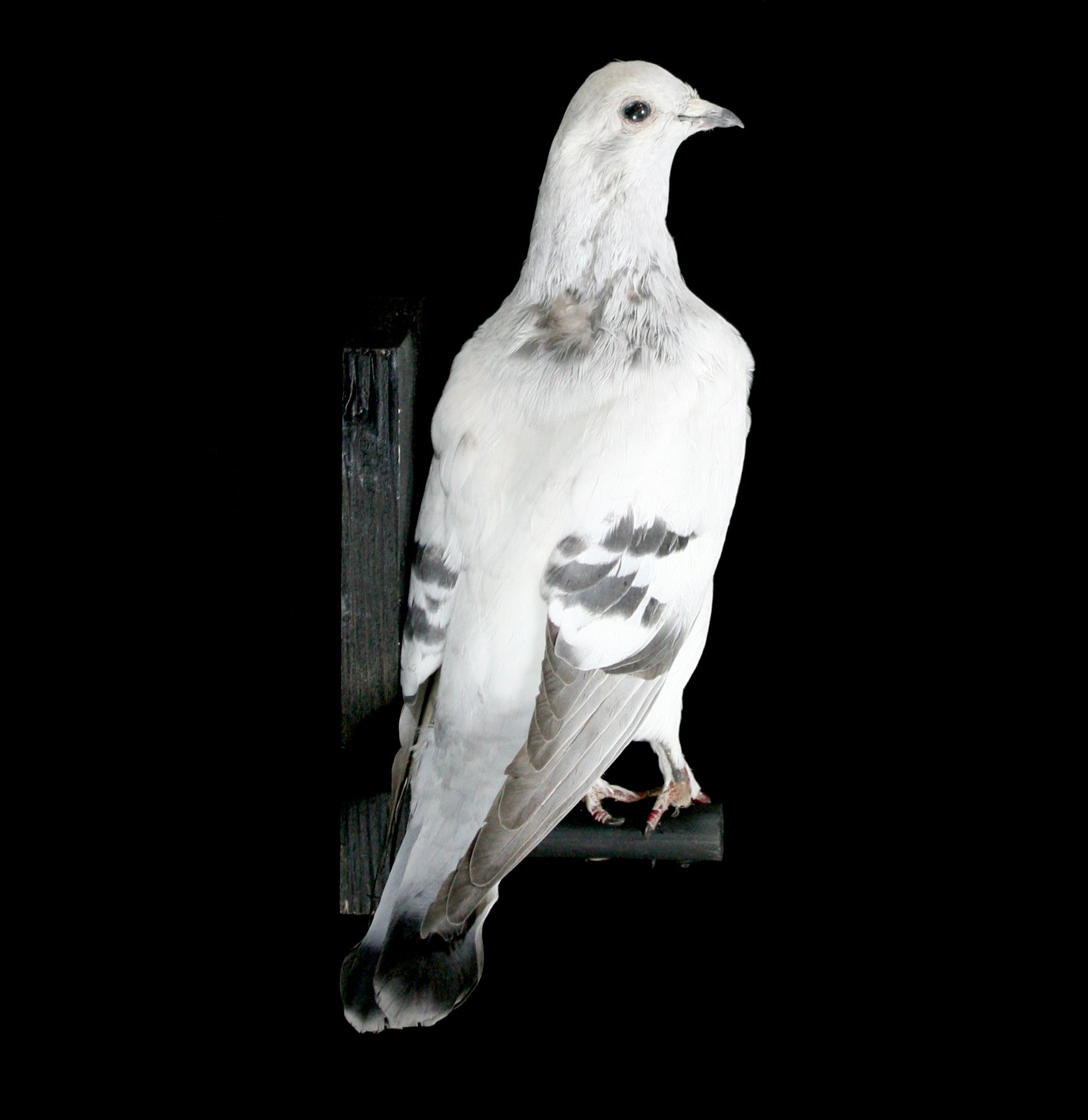 Authentic Pakistani High Flyer Taxidermy Pigeon - Rare Collectible Bird Specimen for Home Decor & Hunting Lodge Display