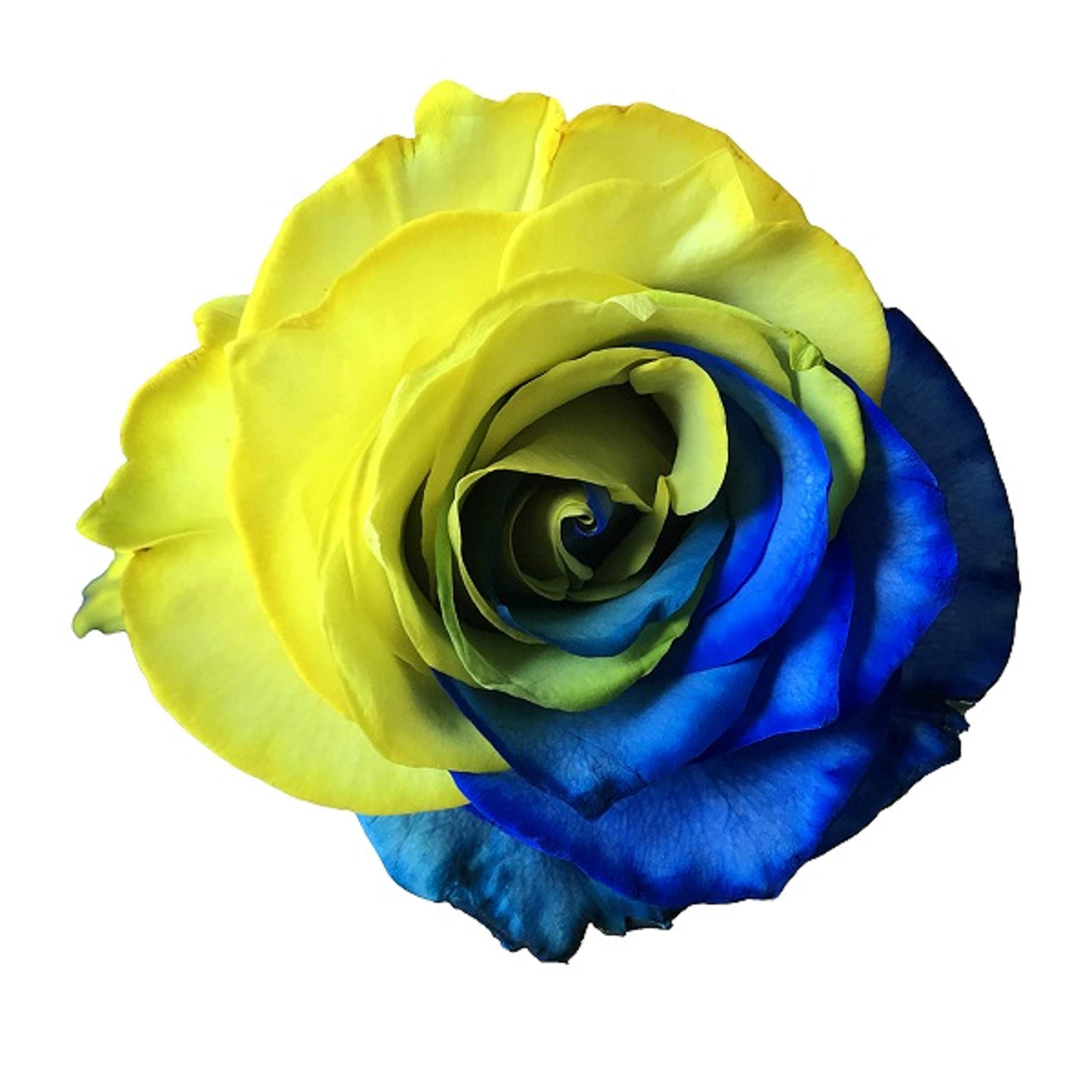 Fresh Cut Tinted Yellow and Blue Roses Bouquet - 24 Stems for Wedding Centerpieces, Anniversary Gifts & Home Decor