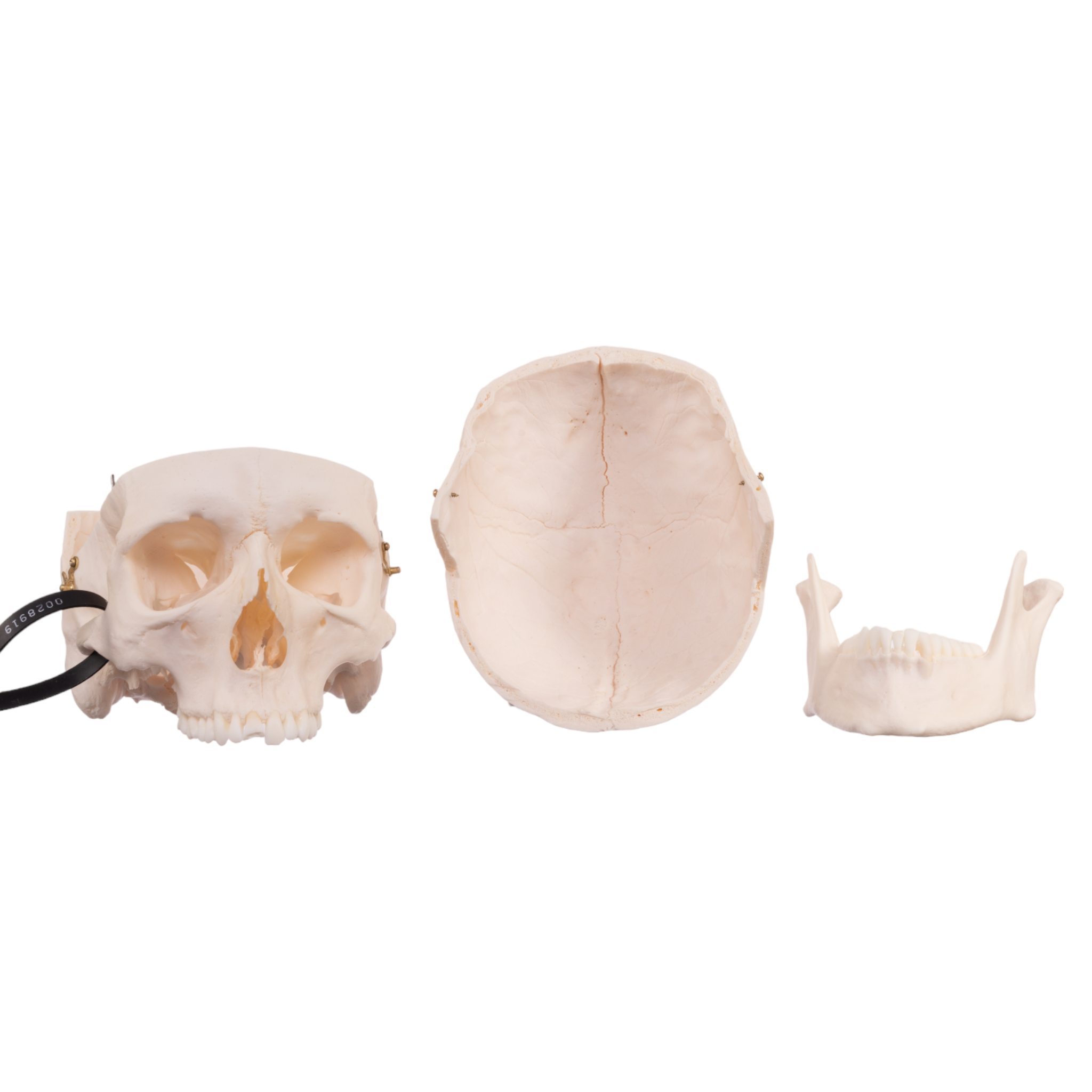Premium Anatomical Human Skull Model - Accurate & Detailed for Medical Study, Halloween Decor, and Science Education | Perfect for Doctors, Students, and Collectors
