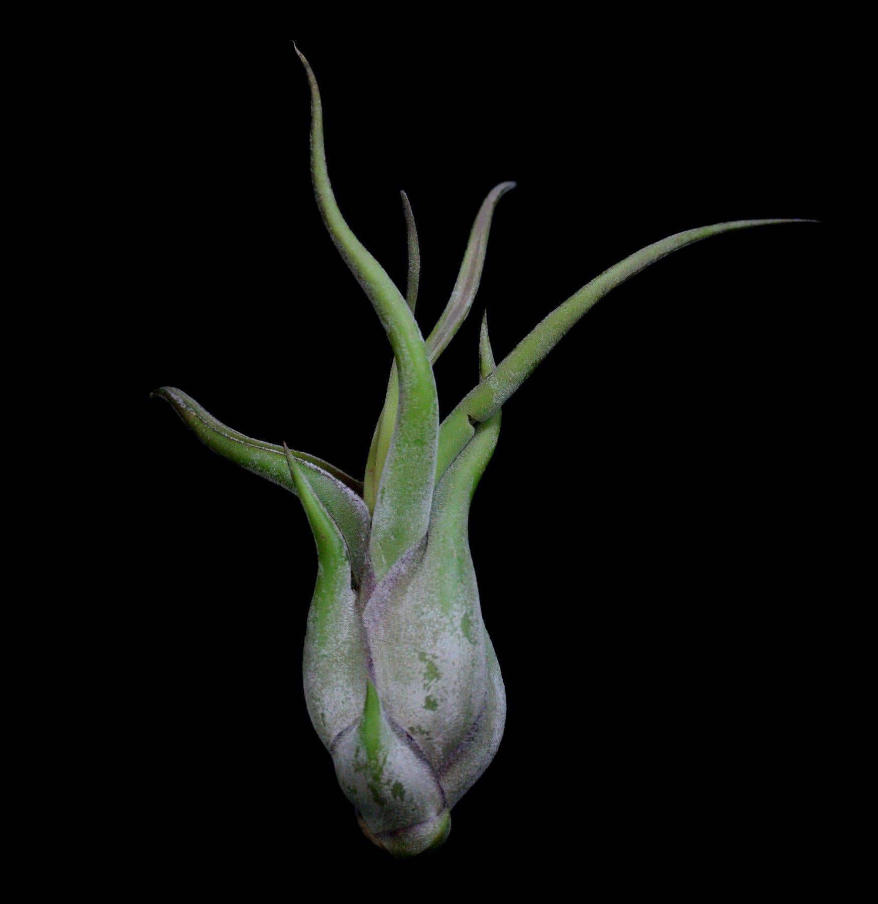 Tillandsia Caput Medusae Air Plant - Unique Live Tillandsia for Home Decor, Terrariums & Office Spaces